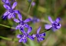 Lapeirousia erythrantha