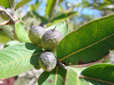 Callisthene major