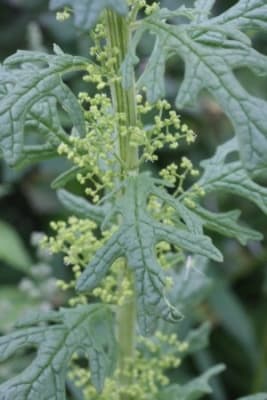 Chenopodium schraderianum