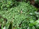 Peperomia molleri