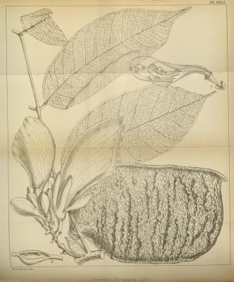 Eperua jenmanii
