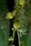 Mareya micrantha