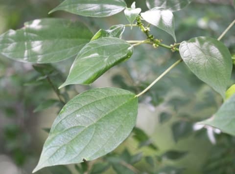 Pouzolzia occidentalis