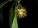 Thoracocarpus bissectus