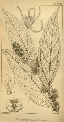 Sidastrum quinquenervium