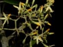 Aspidosperma megalocarpon