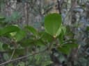 Croton macrobuxus