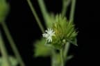 Elephantopus mollis