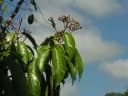 Nectandra membranacea