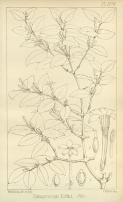Synaptolepis kirkii