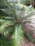 Cycas seemannii