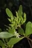 Lumnitzera racemosa