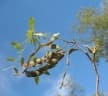 Albizia tulearensis