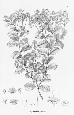 Myrcia obovata