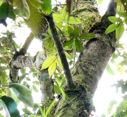 Canarium asperum