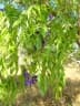 Bolusanthus speciosus