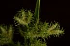 Fuirena umbellata