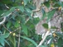 Ficus subtrinervia