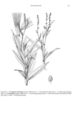 Persicaria barbata