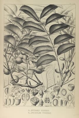 Dysoxylum cyrtobotryum