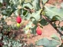 Commiphora glaucescens