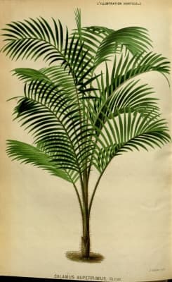 Calamus asperrimus