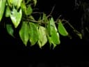 Peltogyne purpurea