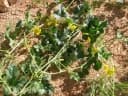 Cucumis africanus