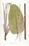 Ischnosiphon arouma