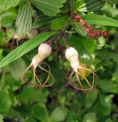 Ceropegia stenoloba