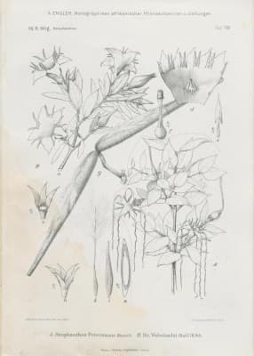 Strophanthus welwitschii