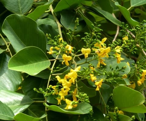 Pterocarpus rotundifolius