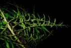 Calamus warburgii