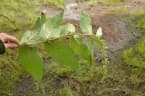 Bertiera spicata
