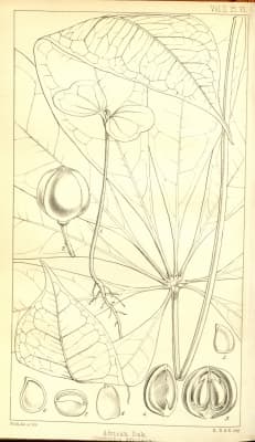 Oldfieldia africana