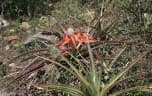 Bromelia serra