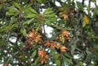 Anneslea fragrans