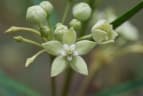 Kanahia laniflora