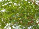 Ficus sansibarica