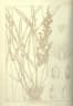 Eragrostis ciliaris