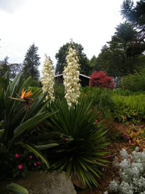 Yucca gloriosa