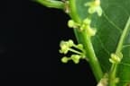 Margaritaria nobilis