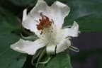 Luehea candida