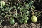 Cucumis myriocarpus