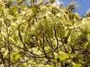 Terminalia glabrescens