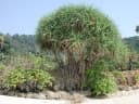 Pandanus odorifer