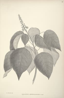 Homalanthus populneus
