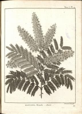 Pterolobium stellatum