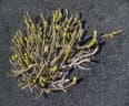 Euphorbia uhligiana