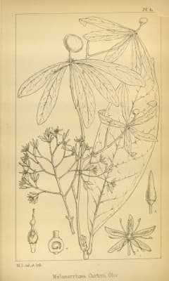 Gluta curtisii